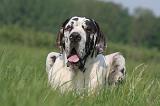 DOGUE ALLEMAND 570